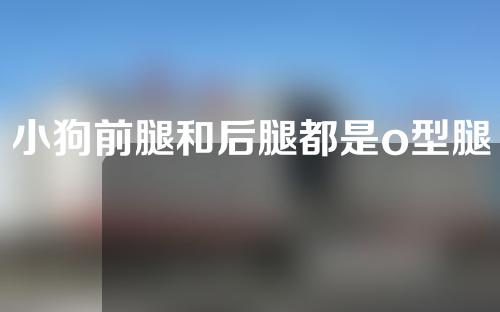 小狗前腿和后腿都是o型腿怎么矫正