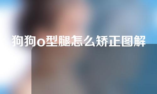 狗狗o型腿怎么矫正图解