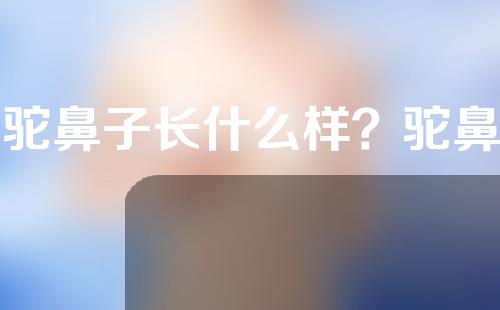 骆驼鼻子长什么样？驼鼻矫正的利与弊？